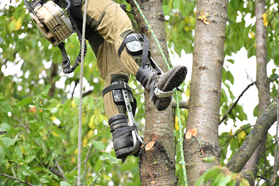 worker with ropes in the tree